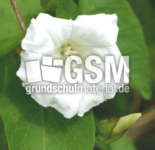 Zaunwinde-2.jpg